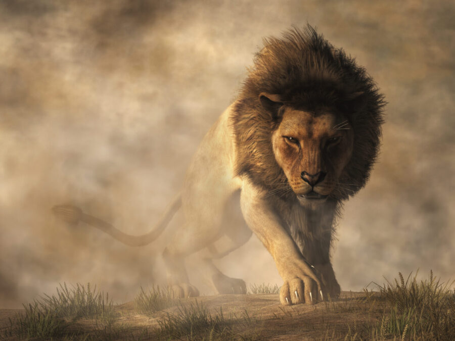 THE LION KING IS ON THE MOVE – By Christy Johnston